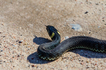 Daytime,side view of a calm yellow-cheeked snake(Natrix natrix), sometimes called the grass snake lying on sandy path in rural environment