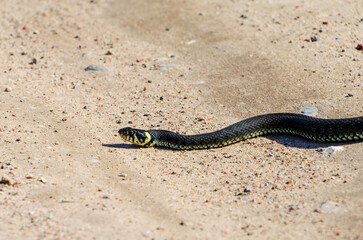 Daytime,side view of a calm yellow-cheeked snake(Natrix natrix), sometimes called the grass snake...