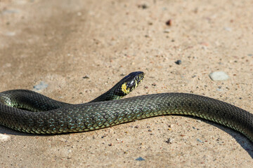 Daytime,side view of a calm yellow-cheeked snake(Natrix natrix), sometimes called the grass snake lying on sandy path in rural environment