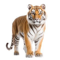Obraz premium Tiger isolated on a white background as transparent
