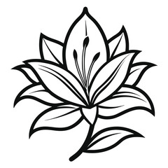 Obraz premium Lily Flower Vector illustration on isolated on white background
