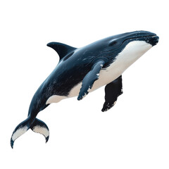 Fototapeta premium Whale isolated on a white background as transparent