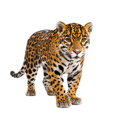 Obraz premium Jaguar solated on a white background as transparent