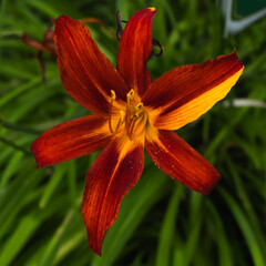 Red lily in the garden