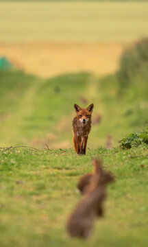 renarde approchant vers des lapins de garenne, renard roux en pleine action de chasse