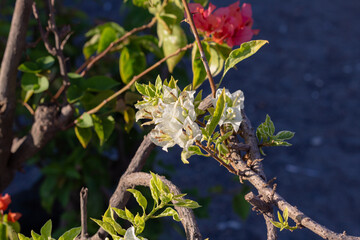 White Bougainvillea paper flower, beautiful flower with bright color
