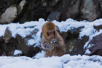 日本の風景・冬　長野県山ノ内町　地獄谷野猿公苑（スノーモンキーパーク）	

