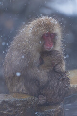 Naklejka premium 日本の風景・冬 長野県山ノ内町 地獄谷野猿公苑（スノーモンキーパーク） 