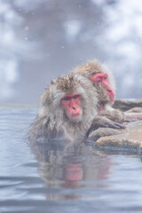 Fototapeta premium 日本の風景・冬 長野県山ノ内町 地獄谷野猿公苑（スノーモンキーパーク） 
