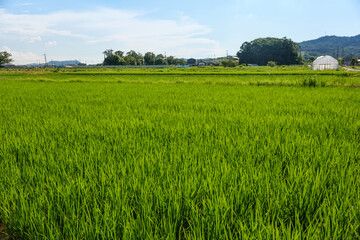 Fototapeta premium Agriculture green rice field under blue sky