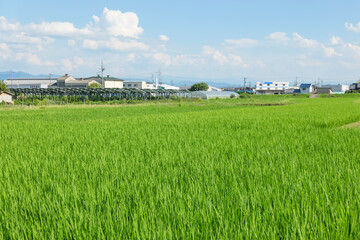 Agriculture green rice field under blue sky