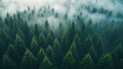 Fototapeta premium Misty evergreen forests stretch into the horizon, with coniferous trees shrouded in a nature-filled backdrop.