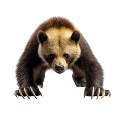 Fototapeta premium Wolverine solated on a white background as transparent