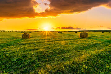 summer wheat field with beautiful cloudy  sunset or sunrise on background.