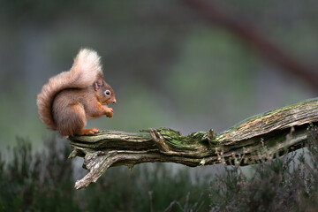 Red Squirrel sitting on a branch eating