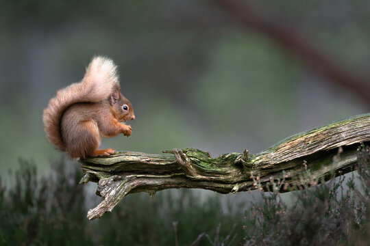 Red Squirrel sitting on a branch eating