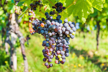 A close-up of grapes hanging in a vineyard in summer morning, Plesivica, Croatia