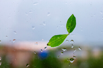 green leaf from a young tree stuck to the glass during rain in gloomy and cloudy weather