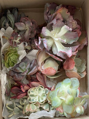 Parcel with succulent flowers. Echeveria with elongated stem and dried leaves