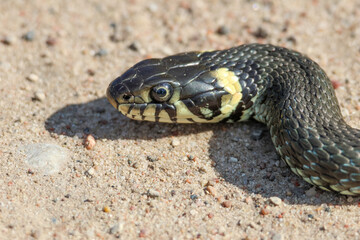 Close-Up of calm yellow-cheeked snake(Natrix natrix), sometimes called the grass snake, head resting on a sunlit sandy surface in rural outdoors, captured at eye level, horizontal