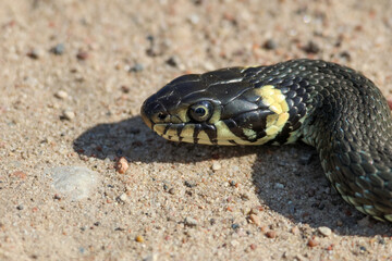 Close-Up of calm yellow-cheeked snake(Natrix natrix), sometimes called the grass snake, head resting on a sunlit sandy surface in rural outdoors, captured at eye level, horizontal