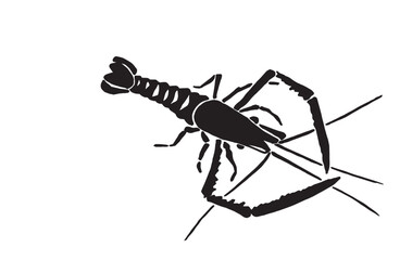 Graphical silhouette of shrimp isolated on white background,vector illustration. Seafood