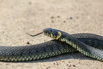Fototapeta premium Close-Up of calm yellow-cheeked snake(Natrix natrix), sometimes called the grass snake, head resting on a sunlit sandy surface in rural outdoors, captured at eye level, horizontal