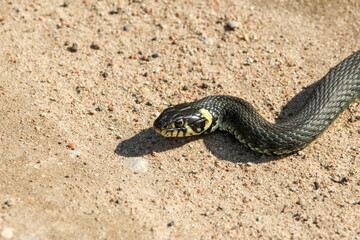 Close-Up of calm yellow-cheeked snake(Natrix natrix), sometimes called the grass snake, head resting on a sunlit sandy surface in rural outdoors, captured at eye level, horizontal