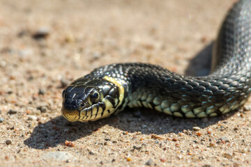 Close-Up of calm yellow-cheeked snake(Natrix natrix), sometimes called the grass snake, head resting on a sunlit sandy surface in rural outdoors, captured at eye level, horizontal