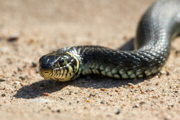 Close-Up of calm yellow-cheeked snake(Natrix natrix), sometimes called the grass snake, head resting on a sunlit sandy surface in rural outdoors, captured at eye level, horizontal
