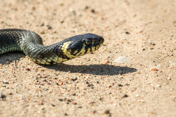 Close-Up of calm yellow-cheeked snake(Natrix natrix), sometimes called the grass snake, head resting on a sunlit sandy surface in rural outdoors, captured at eye level, horizontal