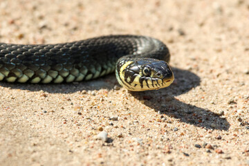 Close-Up of calm yellow-cheeked snake(Natrix natrix), sometimes called the grass snake, head resting on a sunlit sandy surface in rural outdoors, captured at eye level, horizontal