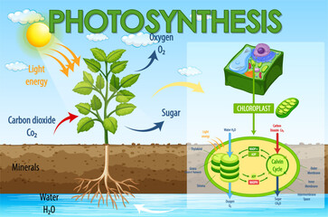 Diagram showing process of photosynthesis in plant