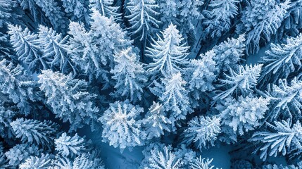 Winter forest wallpaper