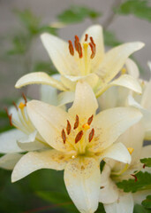 Obraz premium white lily flower 