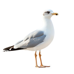 Obraz premium Gull transparently solated on a white backgroundnt