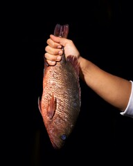 Cropped hand holding red snapper for sale at fish market