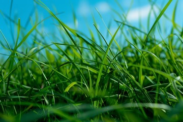 Detailed view of lush green grass against a backdrop of clear blue sky, The beauty of simplicity...