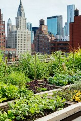 Fototapeta premium Rooftop garden with an assortment of herbs and small vegetables. City skyline during the day, Generative AI