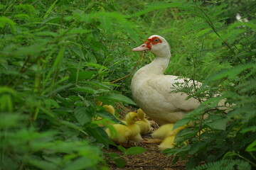 The ducklings and the mother duck went out to find food on the farm.