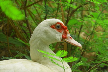 Fototapeta premium duck went out to find food on the farm.
