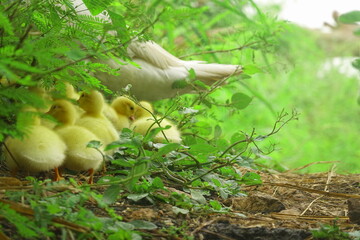 The ducklings and the mother duck went out to find food on the farm.