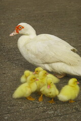The ducklings and the mother duck went out to find food on the farm.