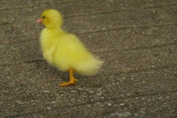 The ducklings and the mother duck went out to find food on the farm.