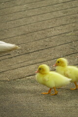 The ducklings and the mother duck went out to find food on the farm.