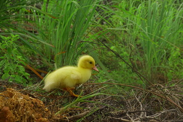 The ducklings and the mother duck went out to find food on the farm.