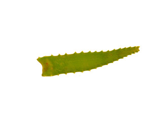 aloe isolated on white background
