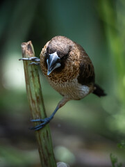 A bird which name Lonchura Striata, standing on a branch under a dramatic sunshine light in the bush.