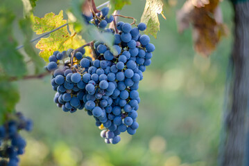 Naklejka premium Blue vine grapes in the vineyard. Cabernet Franc grapes for making red wine in the harvesting.