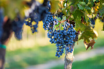 Blue vine grapes in the vineyard. Cabernet Franc grapes for making red wine in the harvesting.